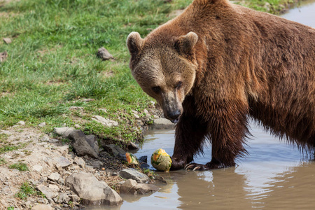 春天，一只棕色的熊在池塘边吃哈密瓜。
