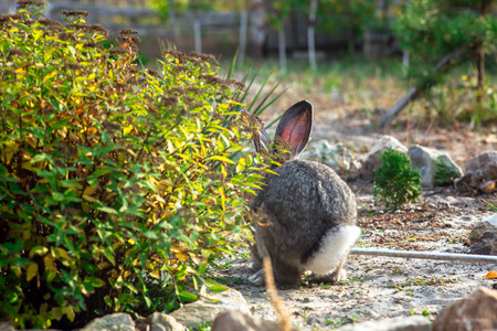 院子里一只漂亮的大兔子的肖像。