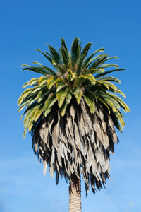 棕榈树顶部，底部有干叶，在蓝天背景下垂直方向