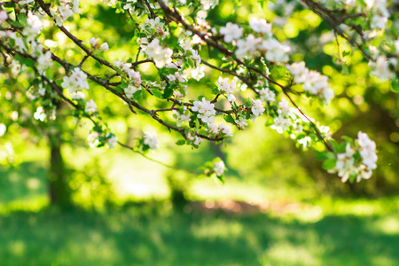 春天的背景。绿色果园中的白花苹果树