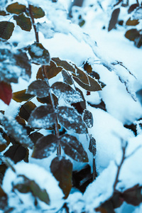 巴宝莉在雪地里合上树枝。