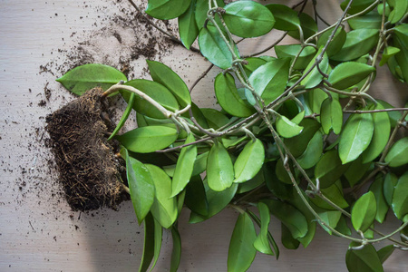 平方根。家庭植物移植