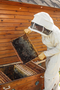 养蜂人从蜂巢里拿出一个带有蜂窝的木框。 收集蜂蜜。 养蜂概念。