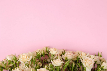 米色美丽的迷你玫瑰框架在明亮的粉红色背景。 假日。 文本的地方。 顶部视图