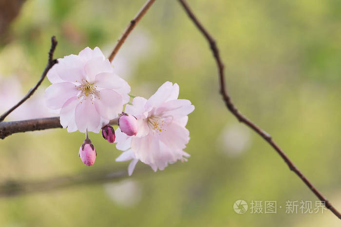 春天花园中盛开的粉红色樱花树的近景