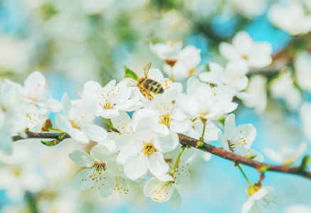 白色樱桃花在蓝天上，蜜蜂飞舞，春天抽象的场景。