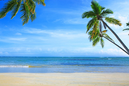 加勒比海和白色热带海滩上的绿色棕榈树
