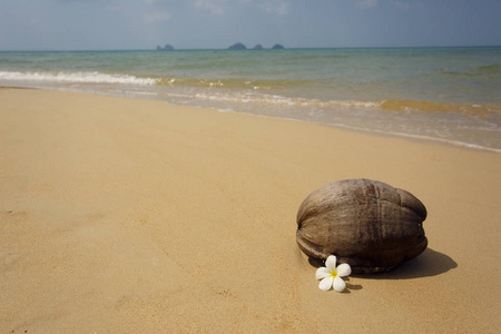 椰子在热带海滩