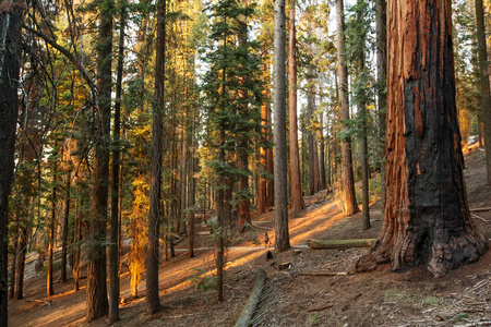 美国加州红杉国家公园日落
