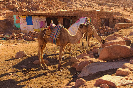 两只骆驼正在等待游客把他们带到西奈山的山顶霍里布加巴尔穆萨山。 埃及的西奈半岛。