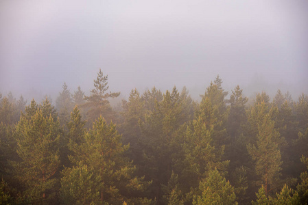 太阳在薄雾覆盖的森林里升起。 能见度低的雾中太阳光线
