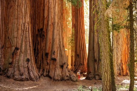 美国加州红杉国家公园的徒步旅行者