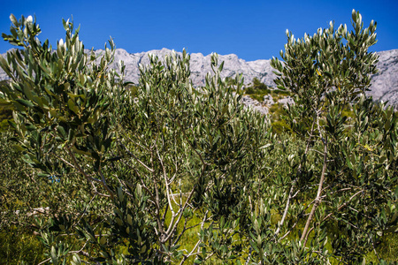 绿色橄榄农场，橄榄在炎热的夏季阳光下生长。用橄榄树种植油脂生产。健康和自然的食物背景