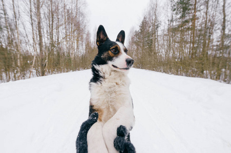 冬天森林里主人和可爱的黑白狗的部分景色