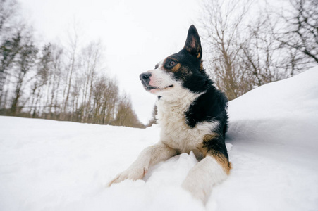 冬季森林中可爱的黑白狗近景