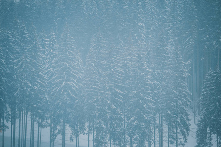 山林中寒冷的冬日