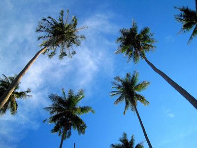 蓝天上的棕榈树