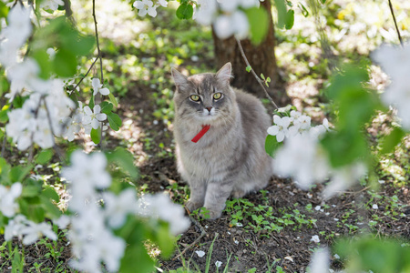 灰街猫，红领，在春天坐在户外特写镜头，在盛开的苹果树上看着镜头