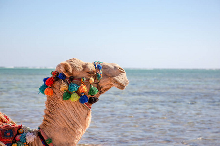 骆驼在埃及的海滩上休息。沙姆沙伊赫海岸
