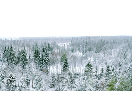 常绿森林的冬季全景