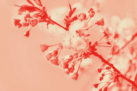 春天樱花盛开的美丽自然景象。 樱花盛开。 二人色调图像