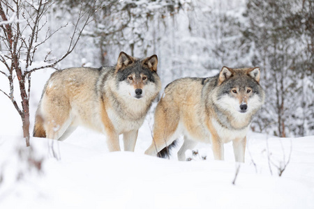 在寒冷的冬天风景中的两只美丽的狼