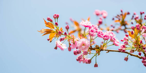 春天樱花盛开的美丽自然景象。 樱花盛开。 旗帜