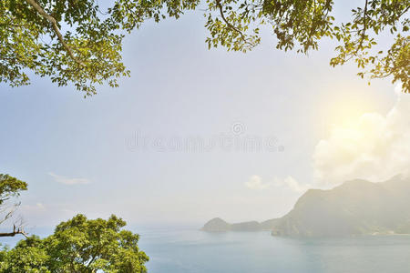 阳光下的海洋森林景观图片