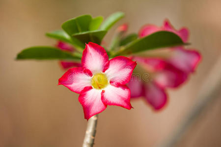 杜鹃花