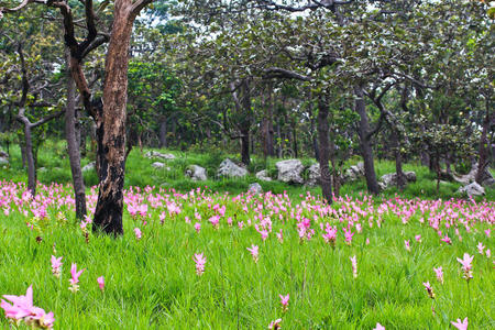 野生暹罗郁金香花圃