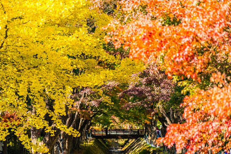 秋天美丽的红绿枫叶树