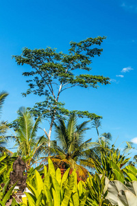 蓝色明亮的热带天空背景。晴天。巴厘岛, 印度尼西亚