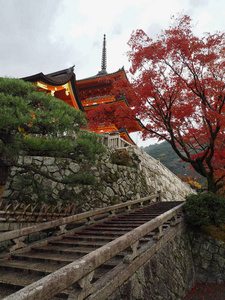 日本京都，秋日秋日，秋日宫