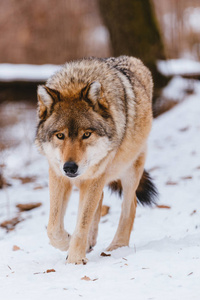 冬天森林里的狼