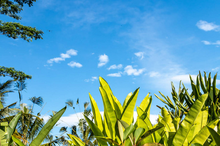 蓝色明亮的热带天空背景。晴天。巴厘岛, 印度尼西亚