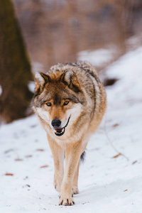 冬天森林里的狼