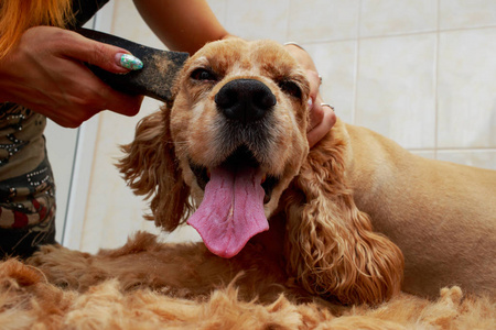 梳理一只狗的头发
