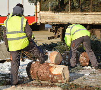 伐木工人在冬天工作图片
