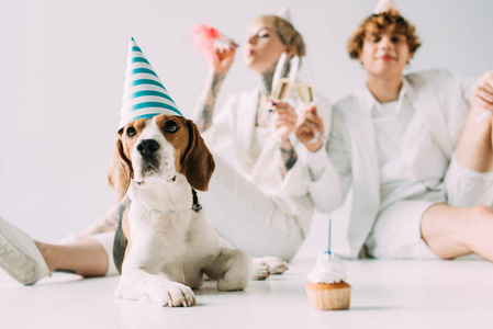 有选择的焦点可爱的比格犬在派对帽附近的夫妇拿着一杯香槟在灰色背景下