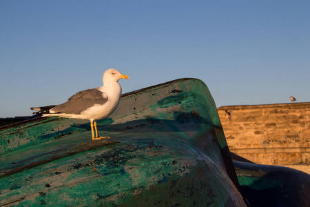 海鸥站在一艘木制渔船上。 被温暖的早晨阳光迷住了。 背景中的石墙。 蓝天。 埃萨乌拉摩洛哥港。
