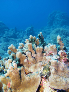 热带海底多彩珊瑚礁珊瑚水下景观