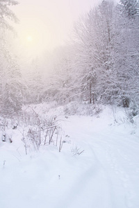 雪覆盖冬季的森林里的树木