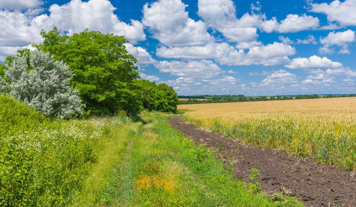 乌克兰夏季景观与乡村道路和种植在麦田边缘