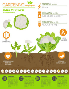 菜花白菜有益特征图形模板。 园艺农业信息图，它是如何生长的。 平面风格设计。 矢量插图