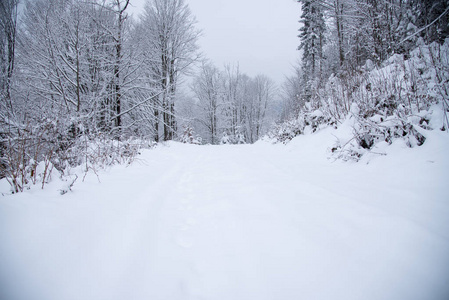 雪覆盖冬季的森林里的树木