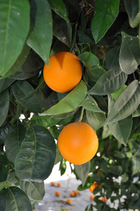 农田里美丽的橘子