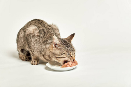 灰色的塔比猫从碗里吃湿食物，嘴巴张开，白色的背景