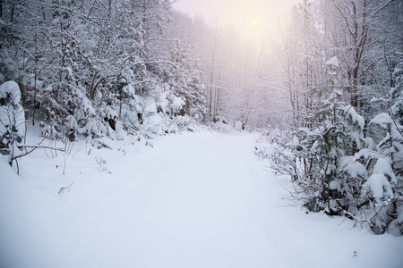 美丽的冬季景观。 冬天的路在雪山之间，白雪皑皑，绿茵茵