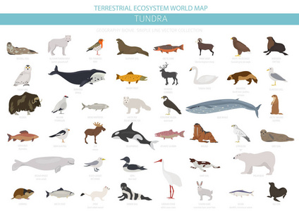 苔原生物群落。 陆地生态系统世界地图。 北极动物鸟类鱼类和植物的信息设计。 矢量插图
