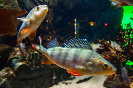 欧洲鲈鱼在水族馆里的鱼。